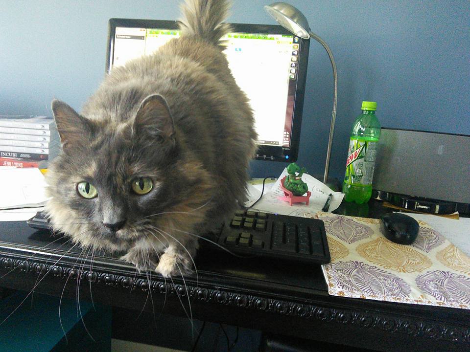 Cat and the Internet (productivity?)